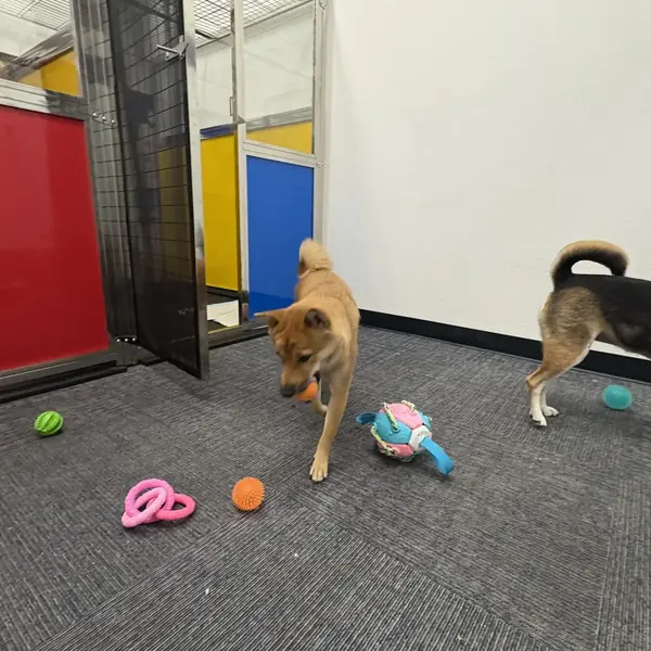 Dog enjoying boarding stay at K9 Rox Club